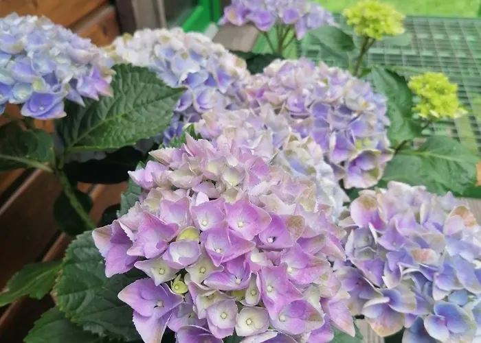 Weidmannsruh Pur - Exklusives Tiny House *